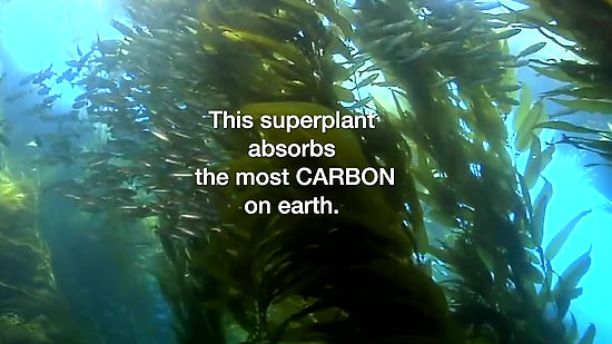 Catching Carbon Kelp